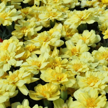 Sammetstagetes ´Alumia Vanilla Cream´