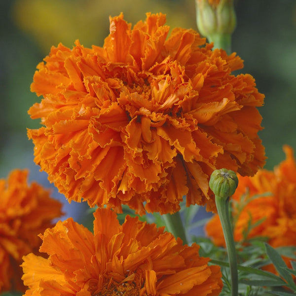 Stor tagetes ´Kees´ Orange´