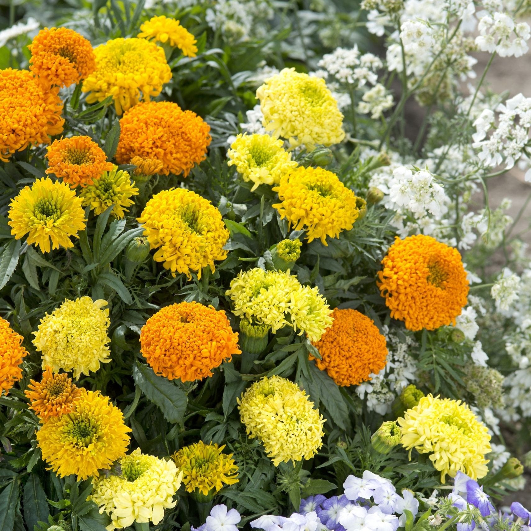 Stor tagetes ´Spinning Wheels´ - Köp frö till tagetes hos Soil & Seeds