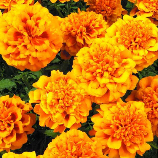 Sammetstagetes ´Super Hero Orange Bee´