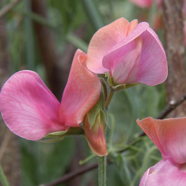 Luktärt ´Miss Willmott´