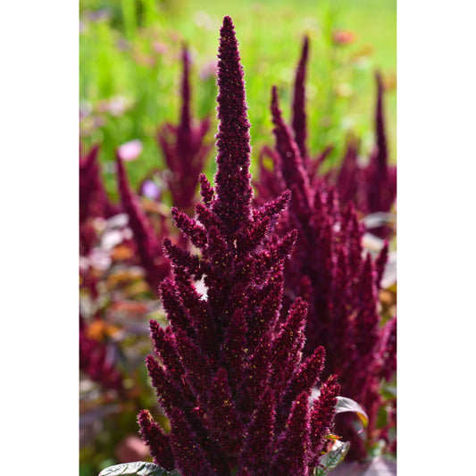 Toppamarant ´Pygmy Torch´