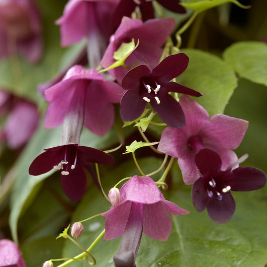Törnrosas kjortel ´Purple Bells´