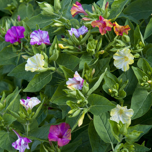 Underblomma ´Broken Colours´