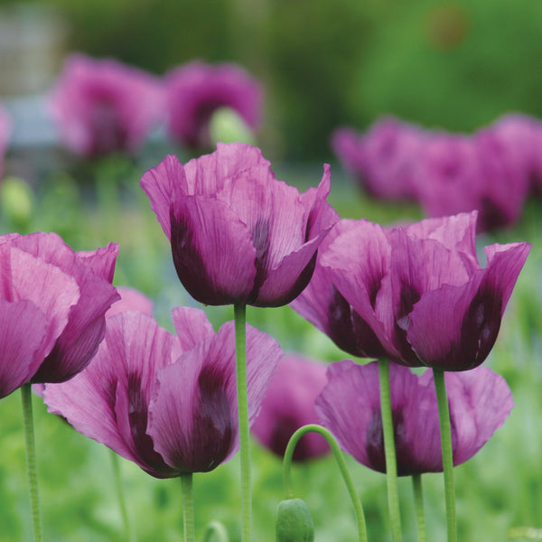 Enkel vallmo ´Hungarian Blue´