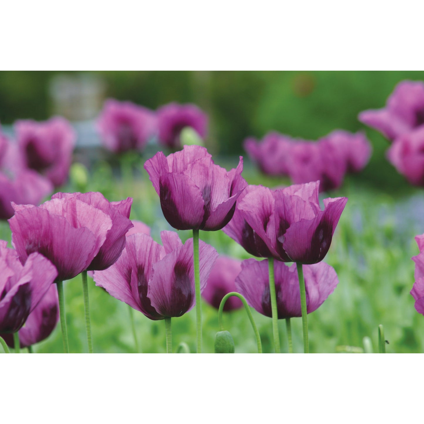 Enkel vallmo ´Hungarian Blue´