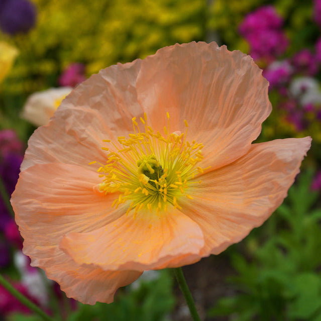 Linnévallmo ´Champagne Bubbles Pink´