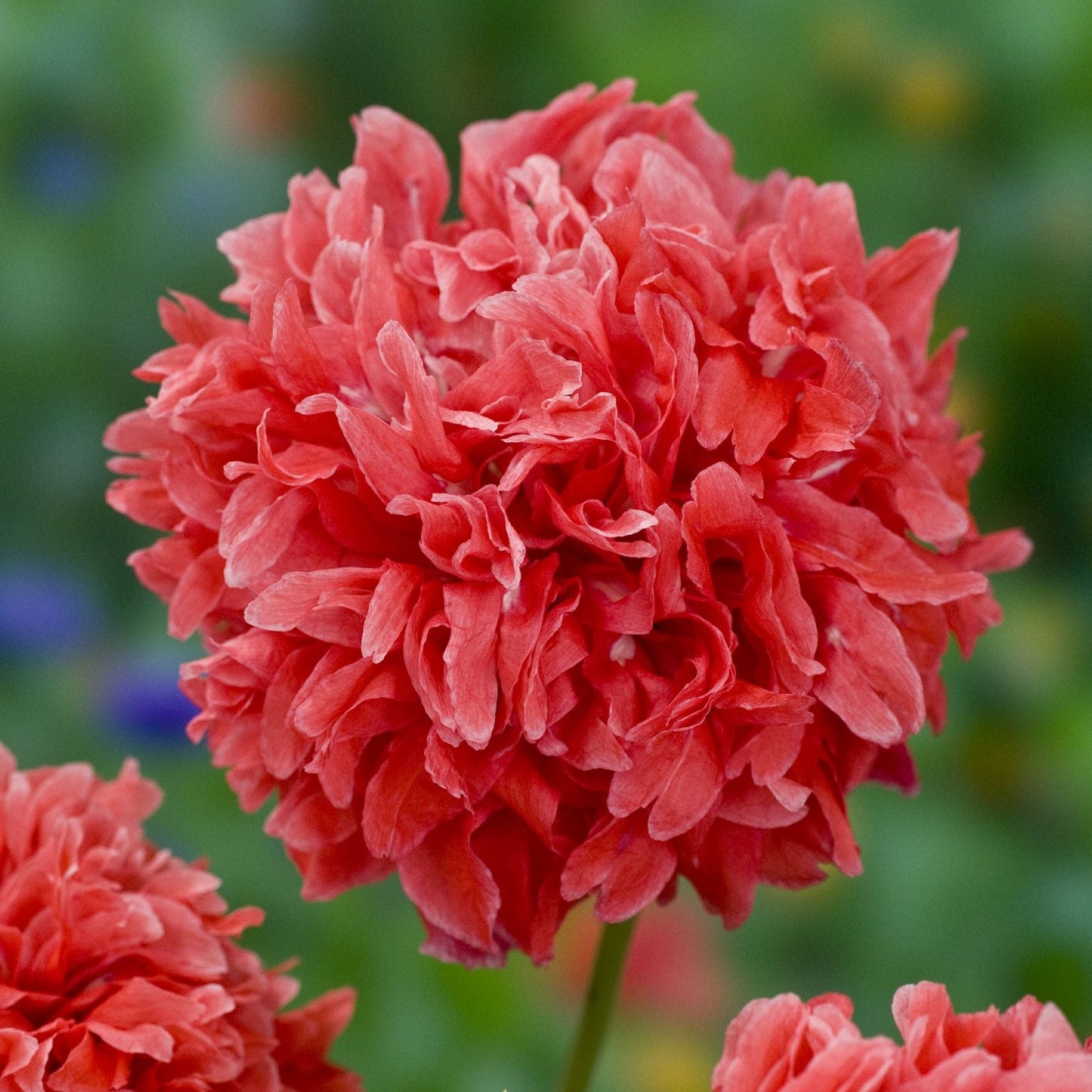 Pionvallmo ´Frosted Salmon Peony´