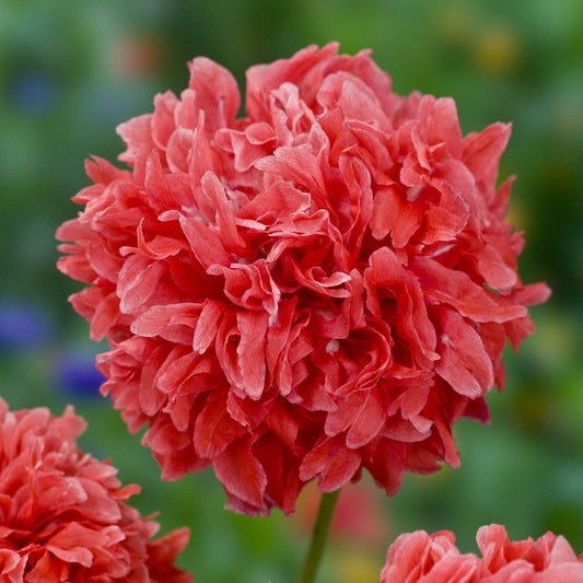 Pionvallmo ´Frosted Salmon Peony´