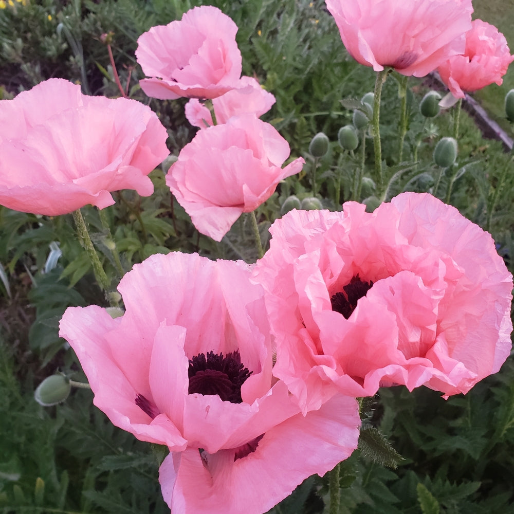 Jättevallmo ´Princess Victoria Louise´