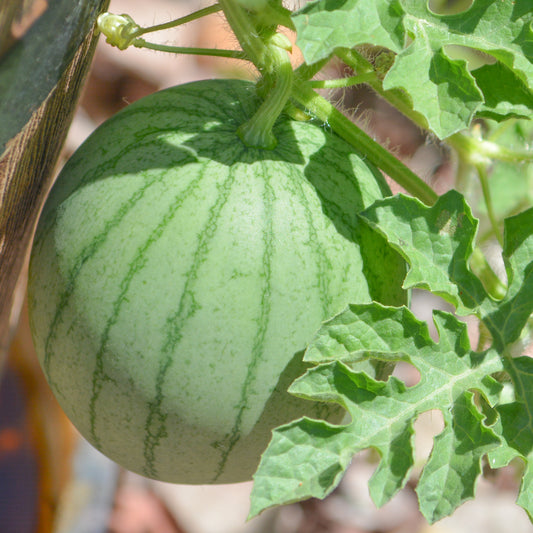 Vattenmelon ´Sugar Baby´