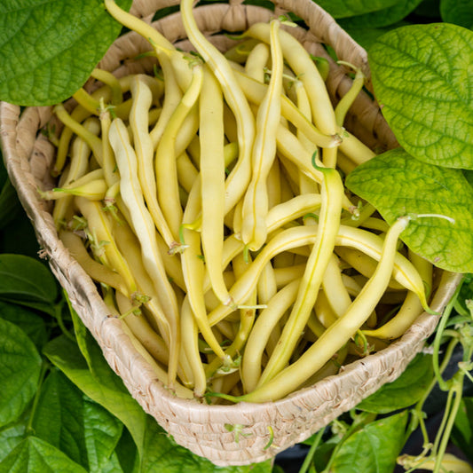 Gul vaxböna ´Pencil Pod Wax´