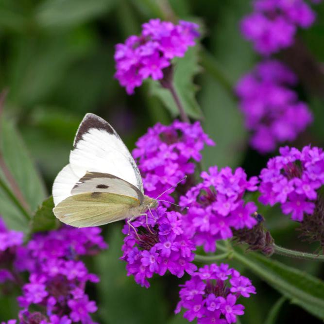 Violverbena