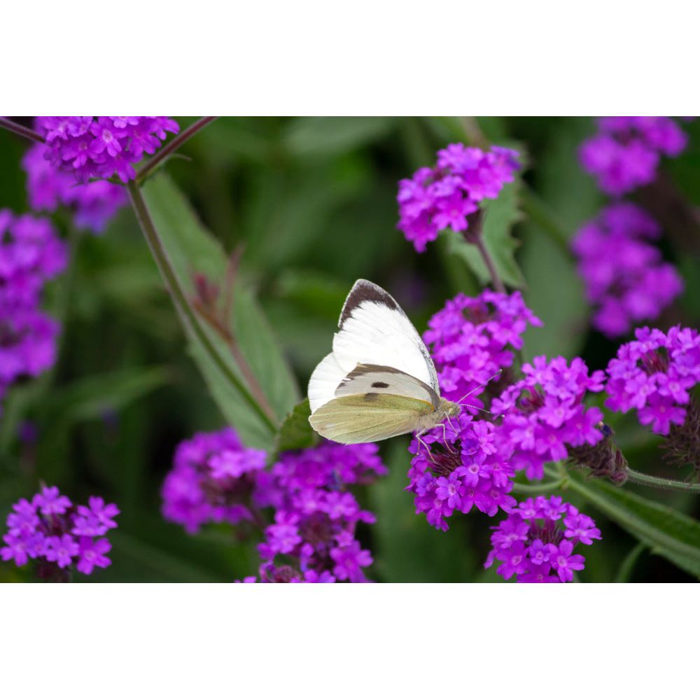 Violverbena