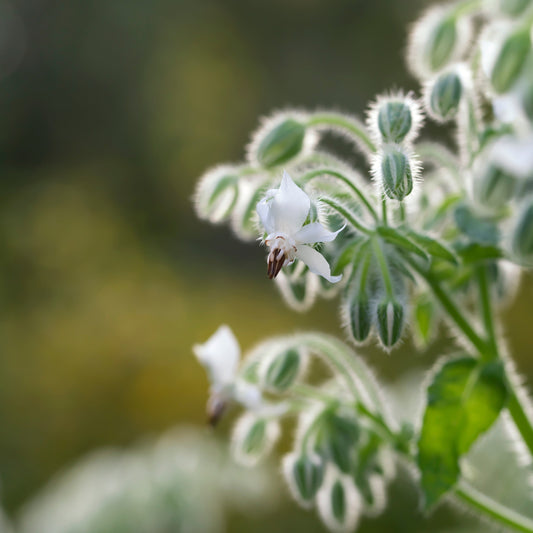 Gurkört, vit ´Alba´