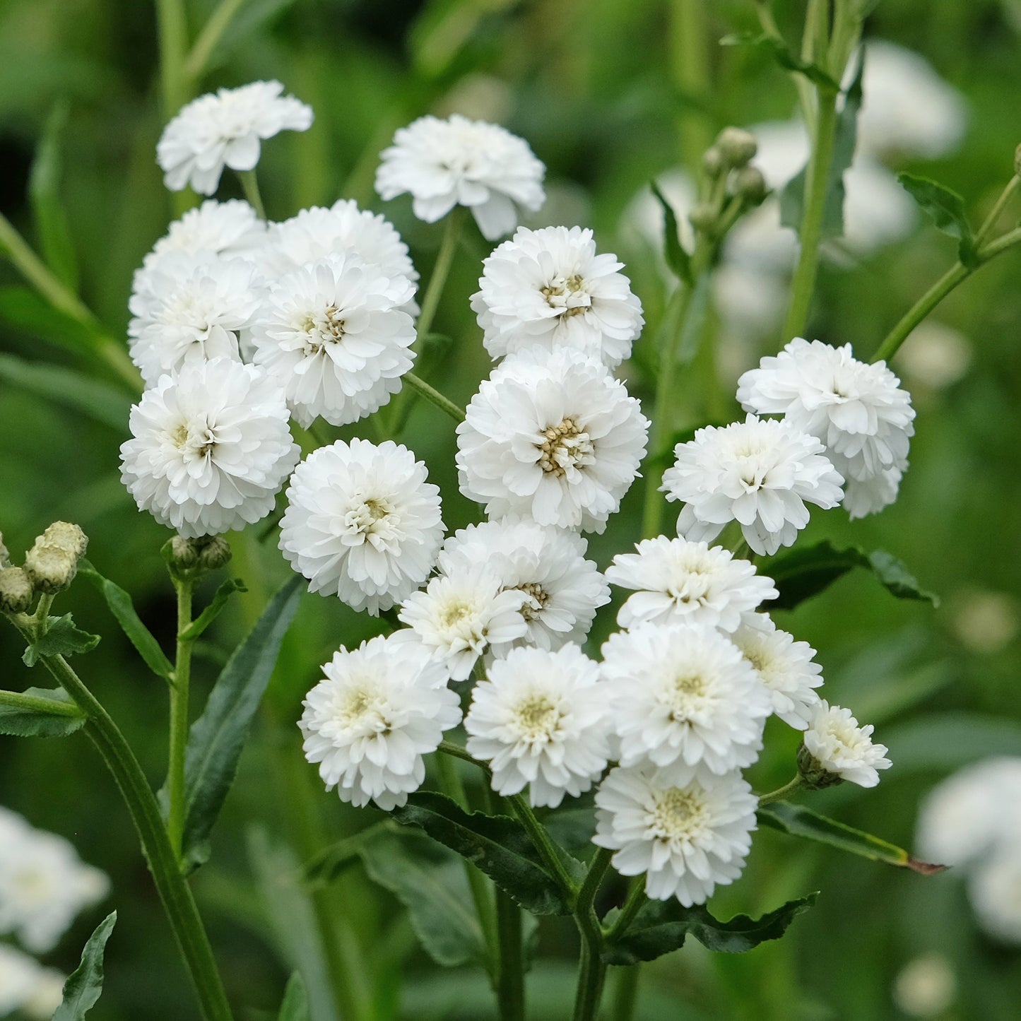 Vitpytta ´Noblessa´