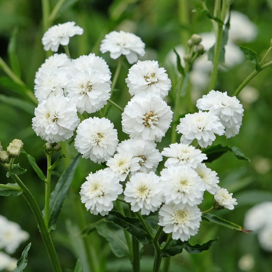 Vitpytta ´Noblessa´