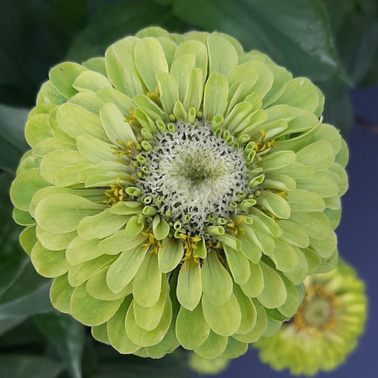 Zinnia ´Benary´s Giant Lime´