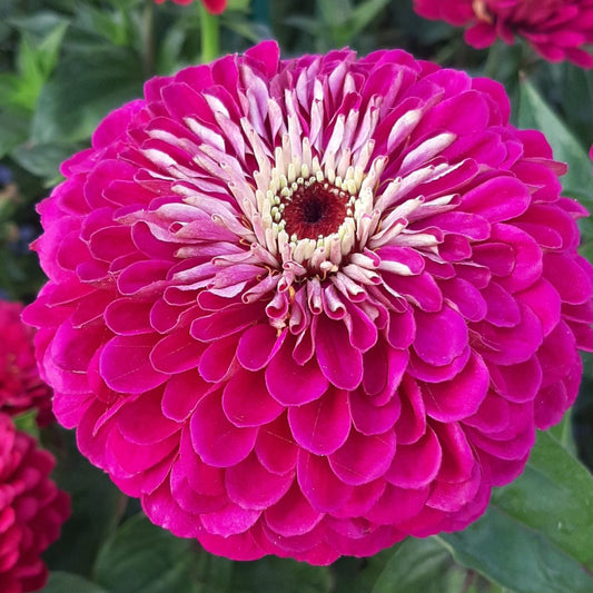 Zinnia ´Benary´s Giant Wine´
