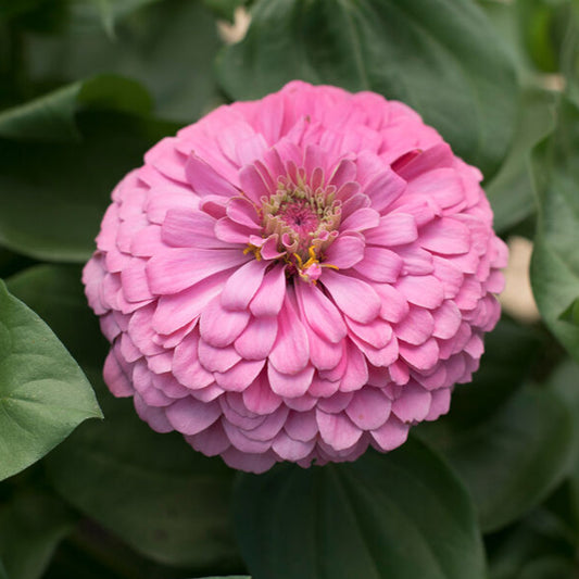 Zinnia ´Benary´s Giant Bright Pink´