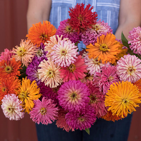 Zinnia ´Cactus Flowered Mix´