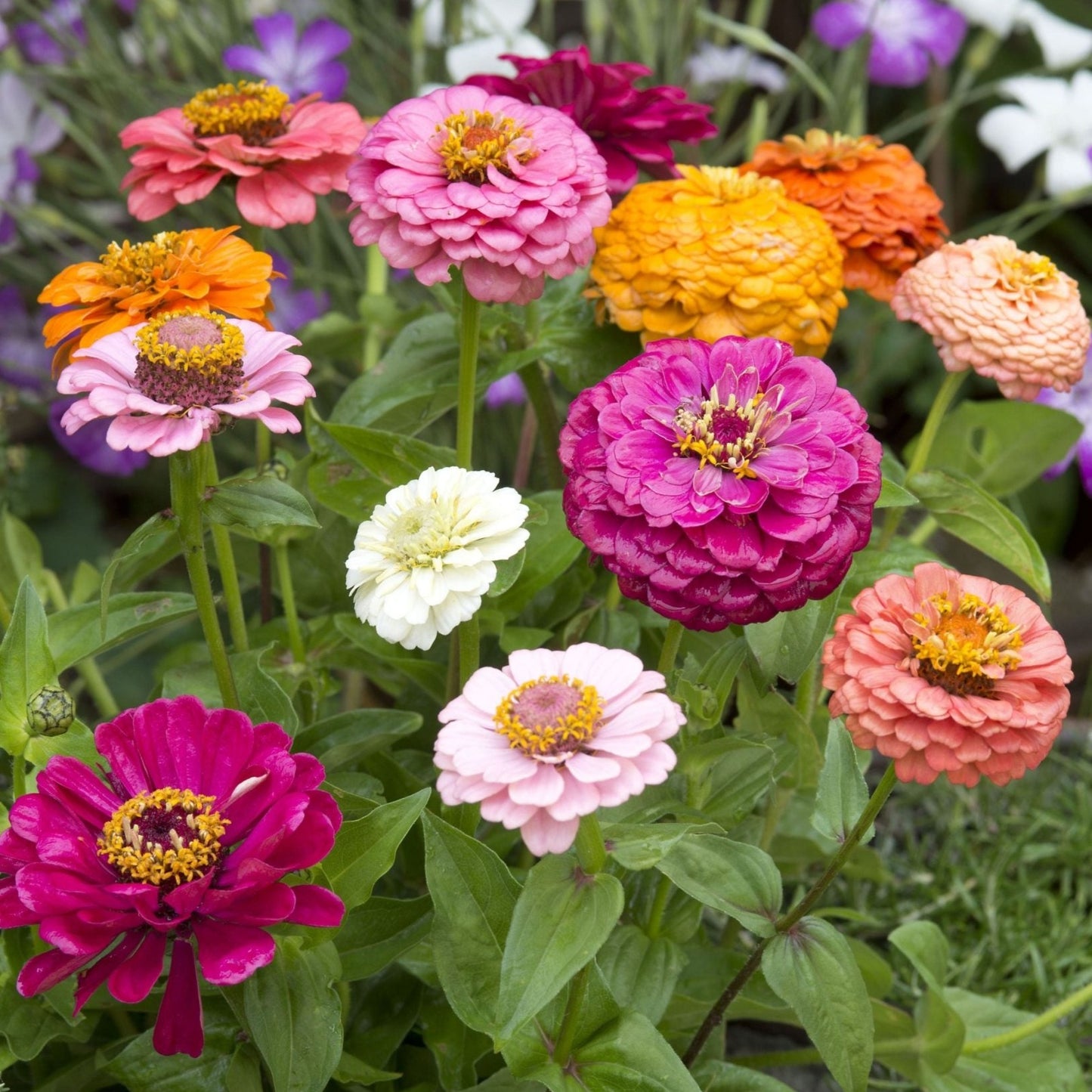 Zinnia ´Cut & Come Again Mix´