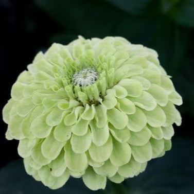 Zinnia ´Envy´