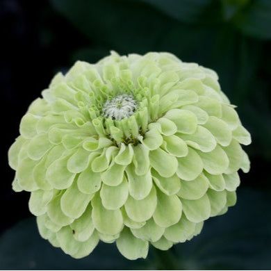 Zinnia ´Envy´