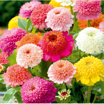 Zinnia ´Faberge Mix´