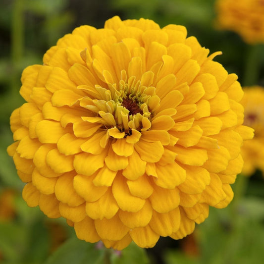 Zinnia ´Golden State´