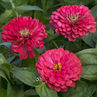 Zinnia ´Illumination´