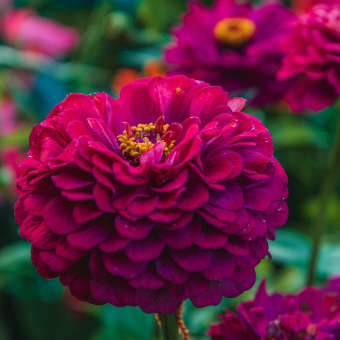 Zinnia ´Illumination´