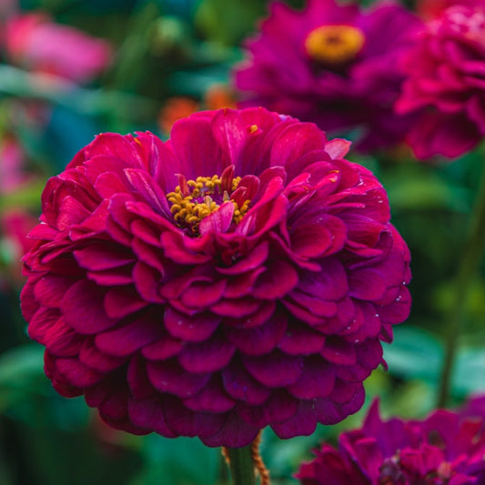 Zinnia ´Illumination´