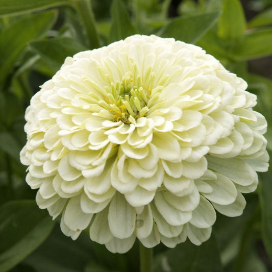 Zinnia ´Isabellina´