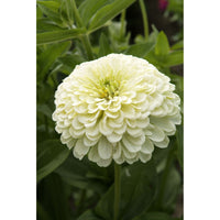 Zinnia ´Isabellina´