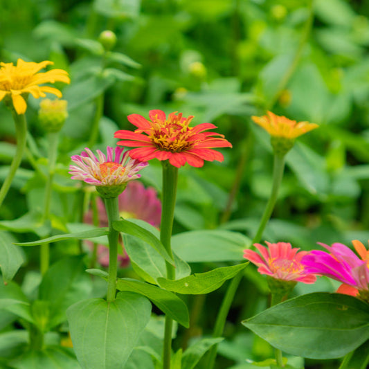 Zinnia ´Lilliput Mix´