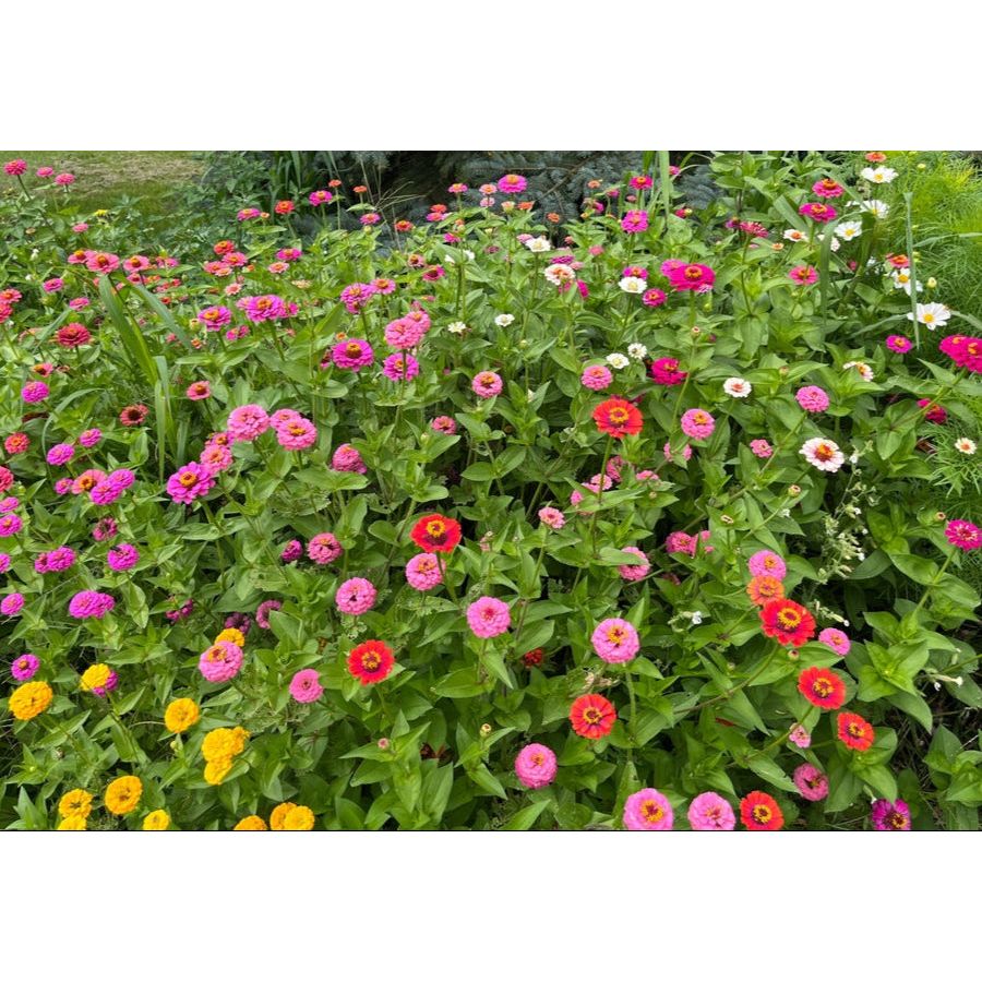Zinnia ´Lilliput Mix´