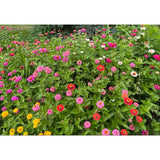 Zinnia ´Lilliput Mix´
