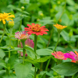 Zinnia ´Lilliput Mix´