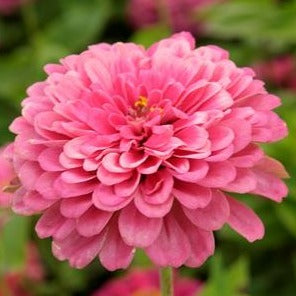 Zinnia ´Luminosa´