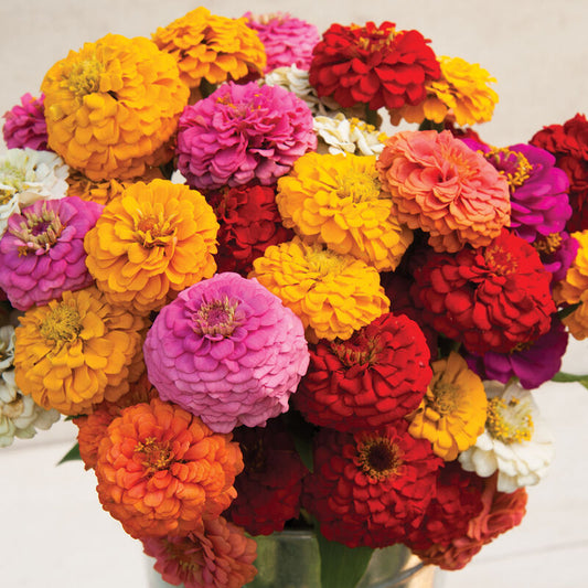 Zinnia ´Oklahoma Mix´