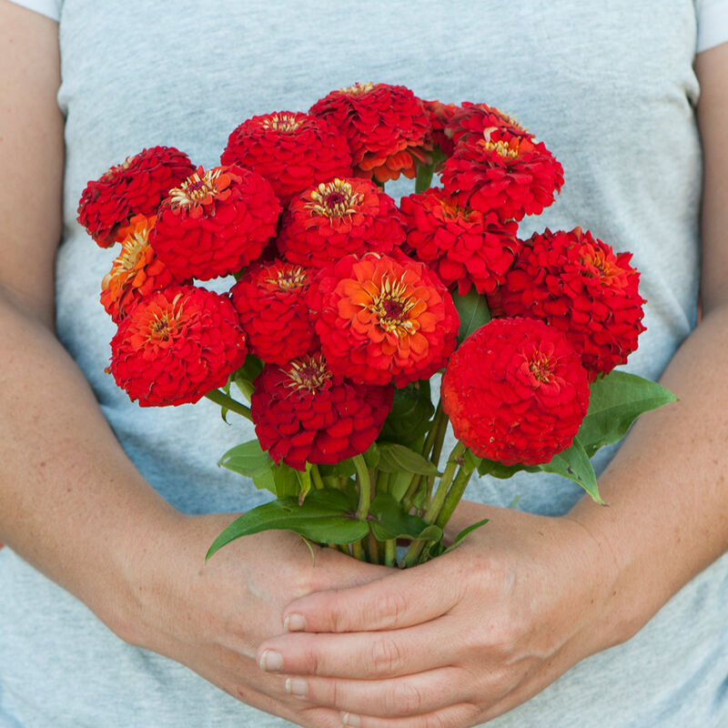Zinnia ´Oklahoma Scarlet´