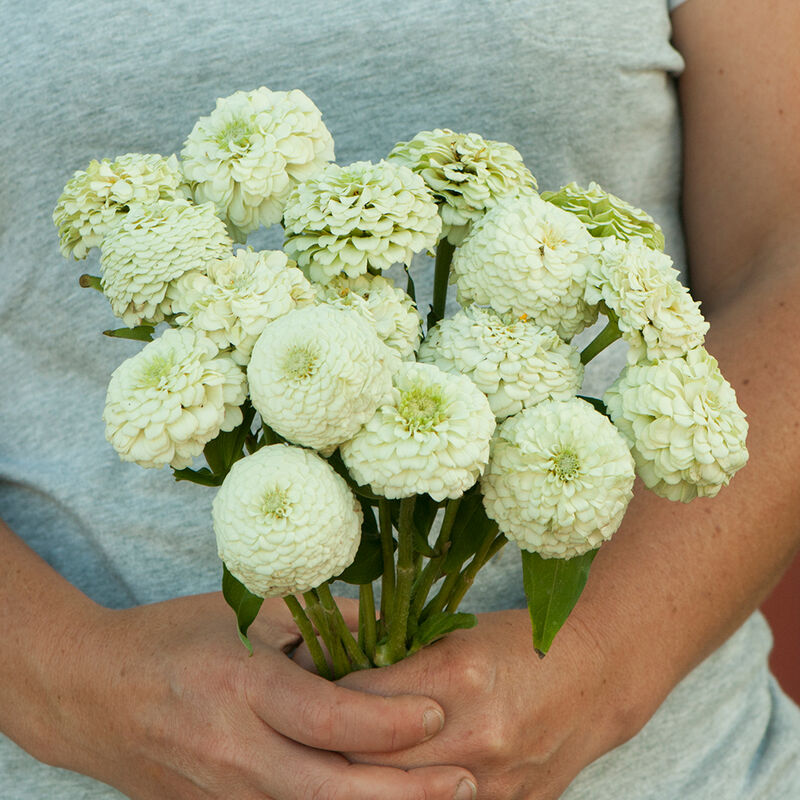 Zinnia ´Oklahoma White´