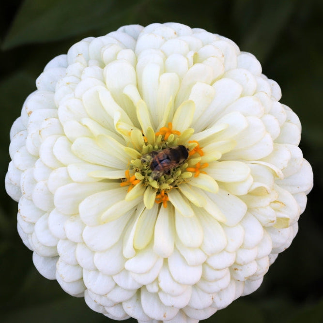 Zinnia ´Polar Bear´