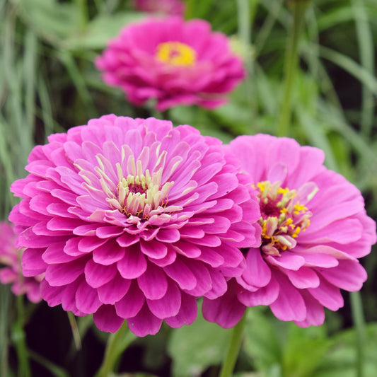 Zinnia ´Purple Prince´