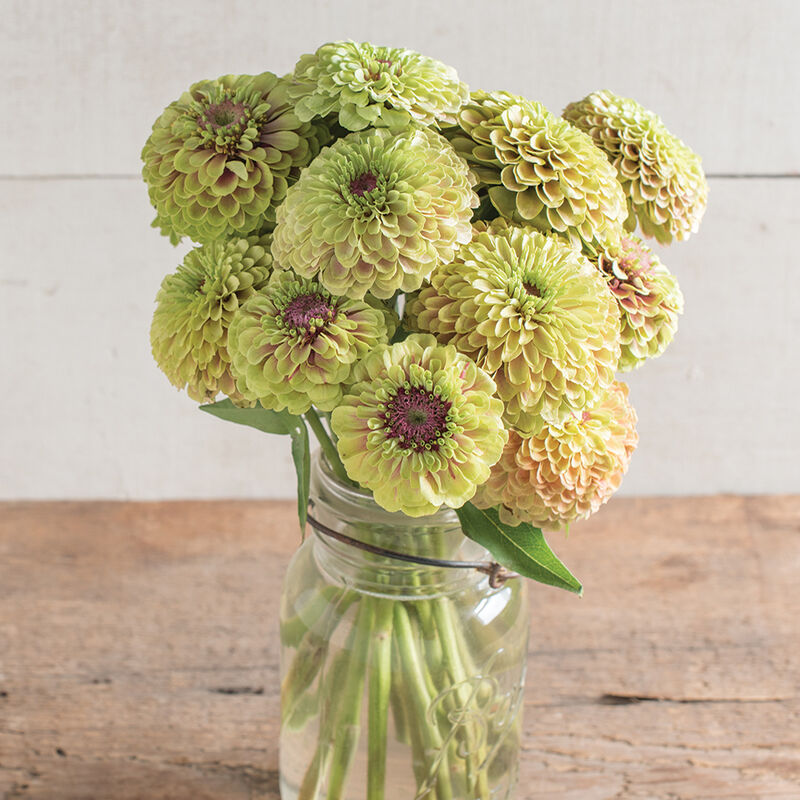 Zinnia ´Queeny Lime with Blush´