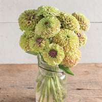 Zinnia ´Queeny Lime with Blush´