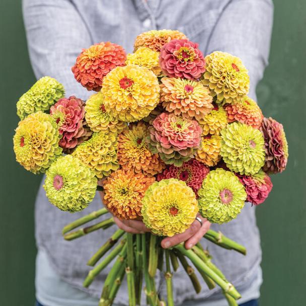 Zinnia ´Queeny Mix´
