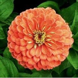 Zinnia ´Salmon Queen´