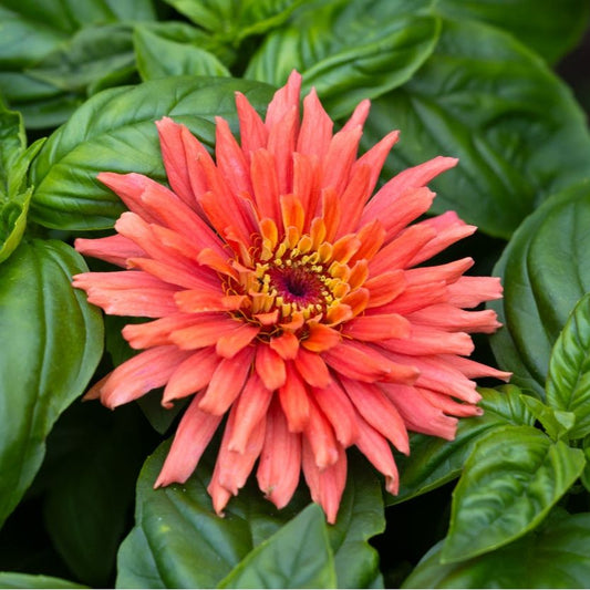 Zinnia ´Senora´
